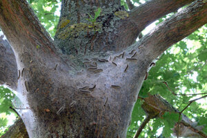 Foto mit Nest vom Eichenprozessionsspinner