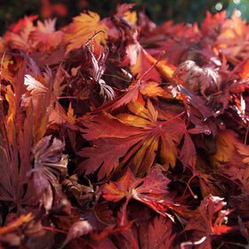 Herbstlaub