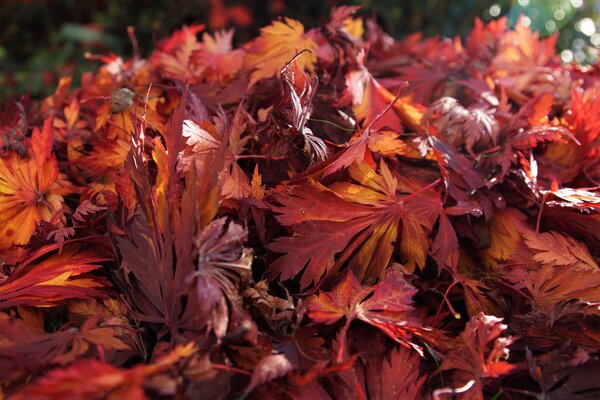 Wohin mit dem Laub im Herbst? Herbstlaub