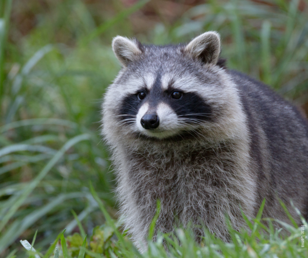 Der Waschbär